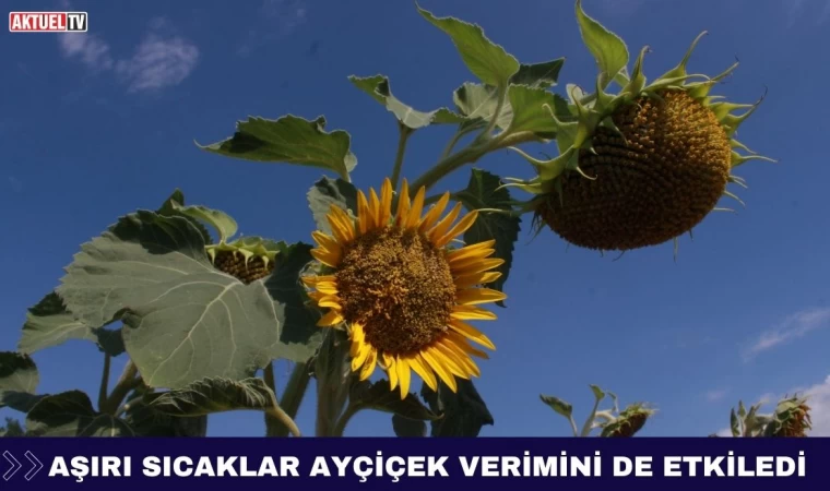 Aşırı Sıcaklar Ayçiçek Verimini de Etkiledi