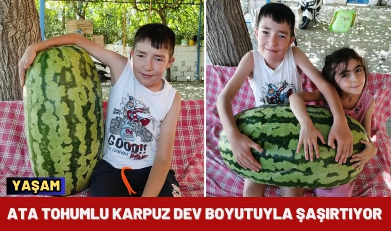 Ata Tohumlu Karpuz Dev Boyutuyla Şaşırtıyor