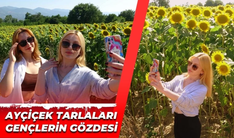 Ayçiçeği Tarlaları Fotoğrafçı Gençlerin Gözdesi