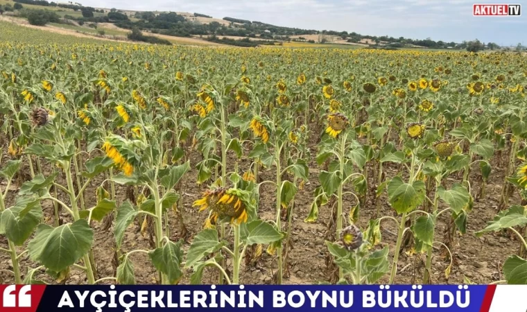 Ayçiçeklerinin Boynu Büküldü