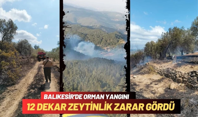 Balıkesir'de Yangında 12 Dekar Zeytinlik Zarar Gördü    