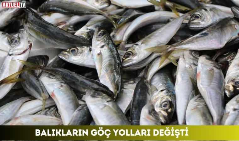 Balıkların Göç Yolları Değişti