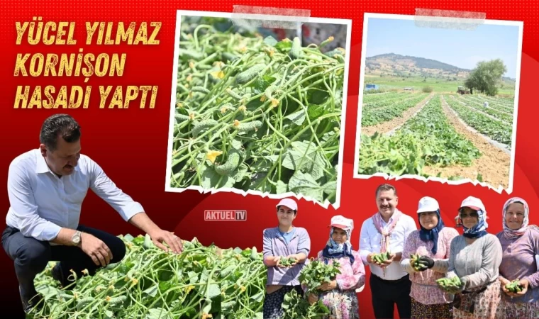 Başkan Yılmaz Kornişon Hasadına Katıldı