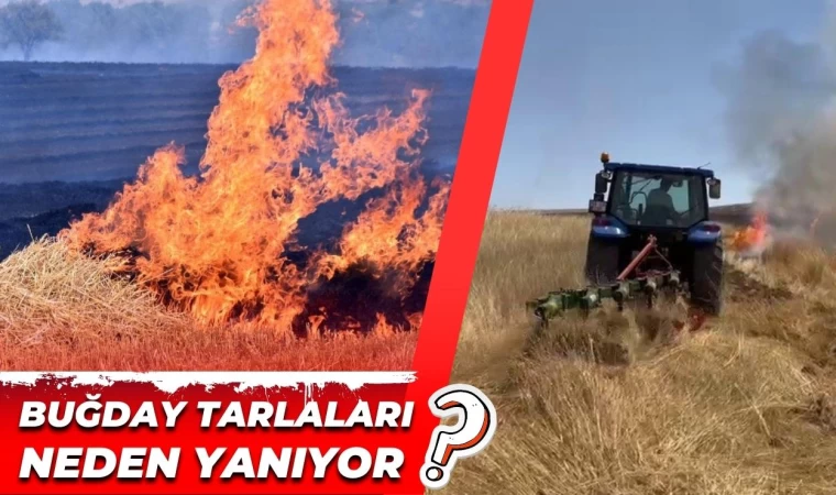 Buğday Tarlaları Neden Yanıyor?