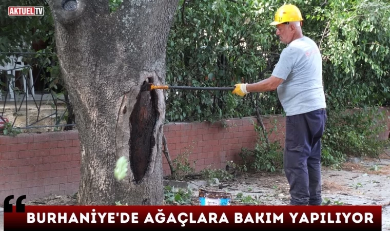 Burhaniye’de Ağaçlara Bakım Yapılıyor