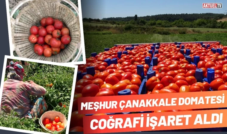 Çanakkale Domatesi Coğrafi İşaret Tescili Aldı 