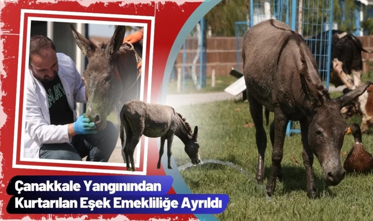 Çanakkale Yangınından Kurtarılan Eşek Emekliliğe Ayrıldı