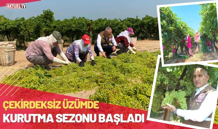 Çekirdeksiz Üzümde Kurutma Sezonu Başladı