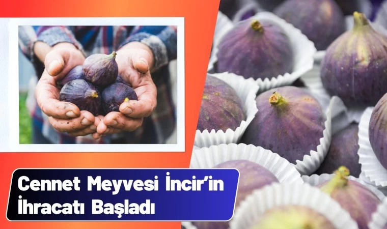 Cennet Meyvesi İncir’in İhracatı Başladı