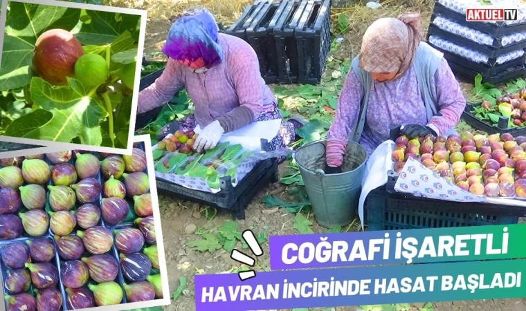 Coğrafi İşaretli Havran İncirinde Hasat Başladı