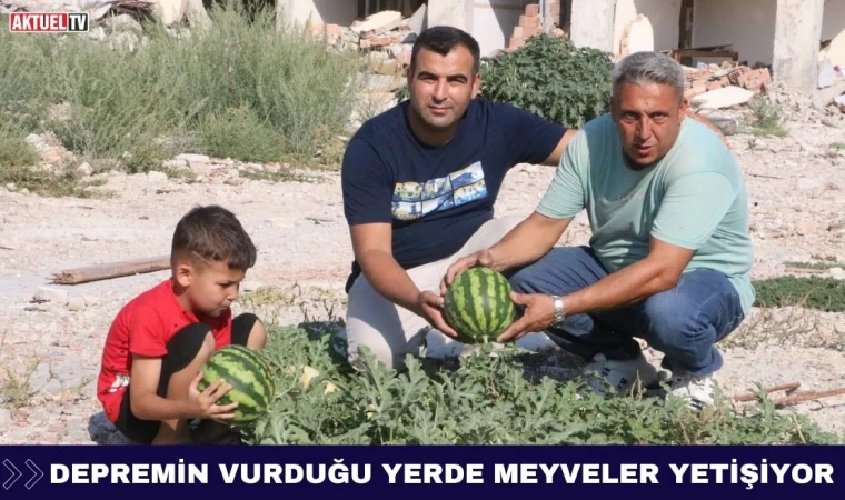 Depremin Vurduğu Yerde Meyveler Yetişiyor