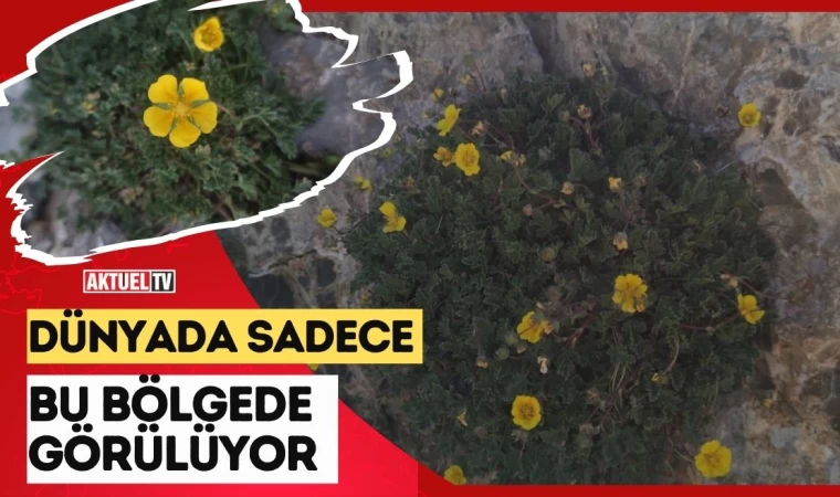 Dünyada Sadece Bu Bölgede Görülüyor