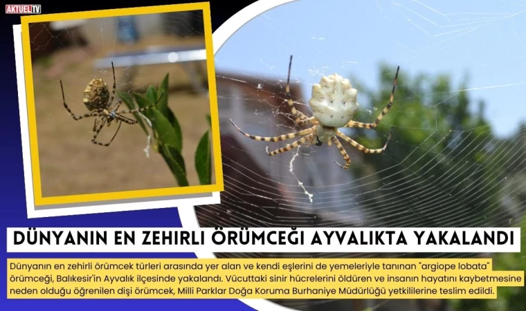 Dünyanın En Zehirli Örümceği Ayvalık'ta Yakalandı