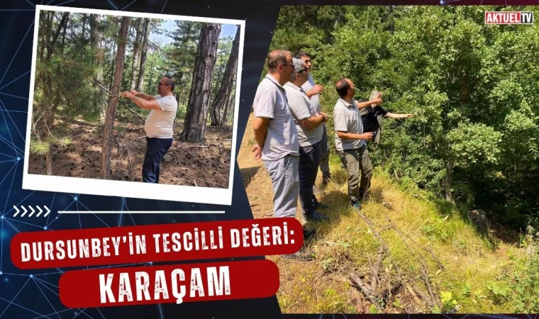 Dursunbey’in Tescilli Değeri: Karaçam