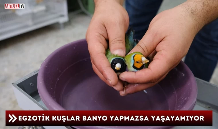 Egzotik Kuşlar Banyo Yapmazsa Yaşayamıyor