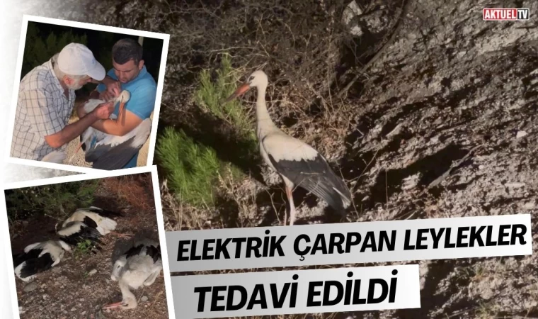 Elektrik Çarpan Leylekler Tedavi Edildi