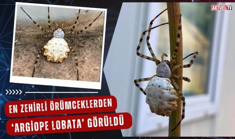 En Zehirli Örümceklerden Olan ‘Argiope Lobata’ Görüldü