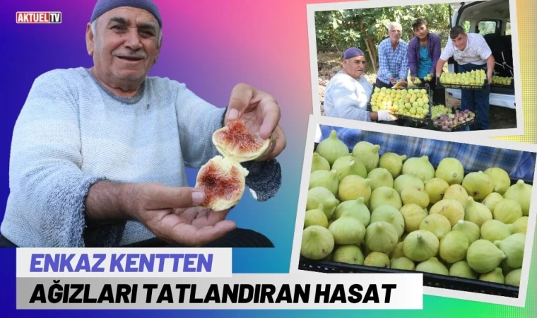 Enkaz Kentte Ağızları Tatlandıran Hasat