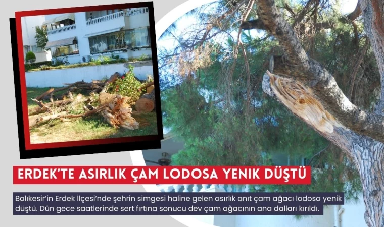 Erdek’te Asırlık Çam Lodosa Yenik Düştü