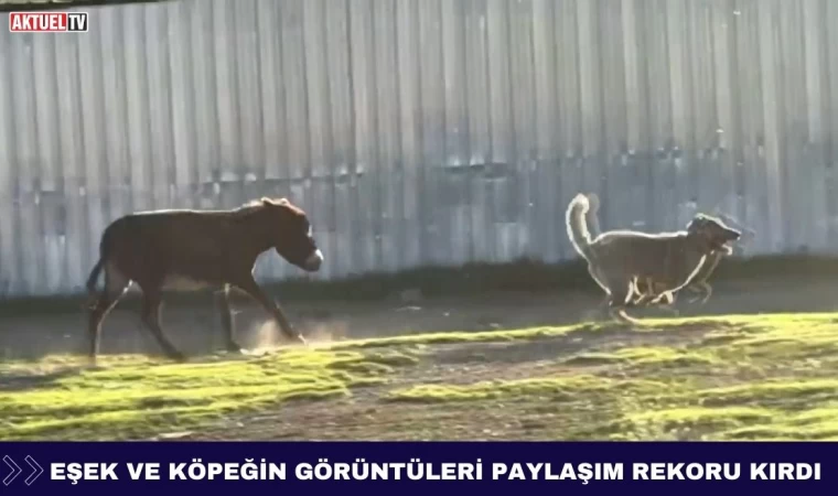 Eşek ve Köpeğin Görüntüleri Paylaşım Rekoru Kırdı