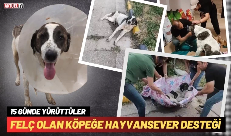 Felç Olan Köpeğe Hayvanseverler Sahip Çıktı  