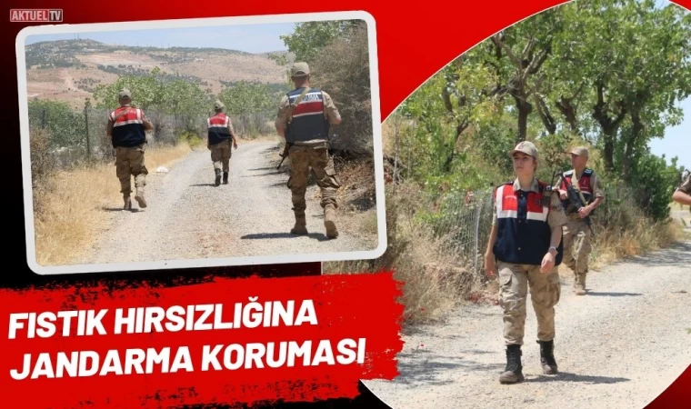 Fıstık Hırsızlığına Jandarma Koruması