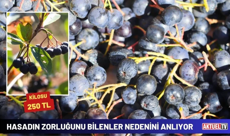 Hasadın Zorluğunu Bilenler Nedenini Anlıyor