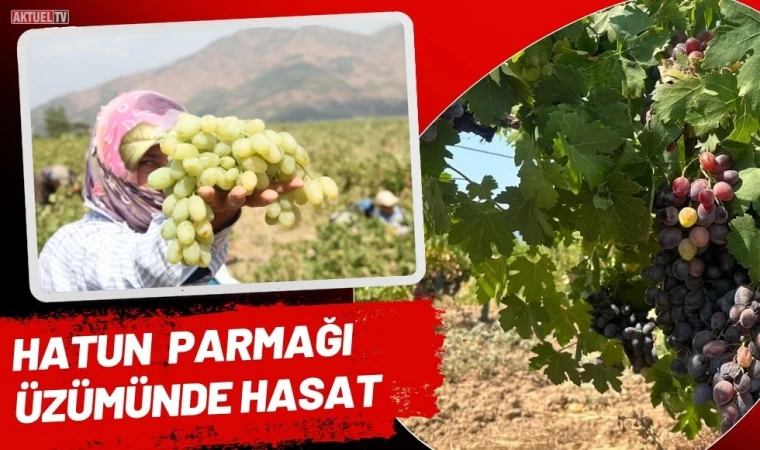 Hatun Parmağı Üzümünde Hasat Zamanı