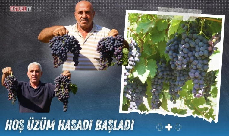 Hoş Üzüm Hasadı Başladı