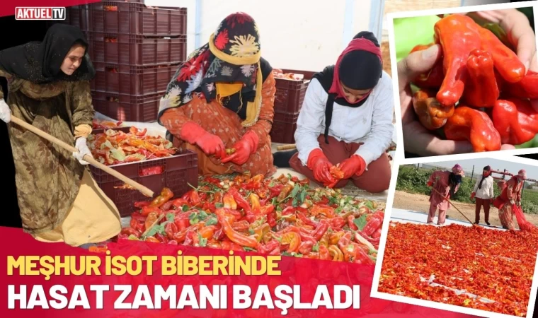 İsot Biberinde Hasat Zamanı Başladı