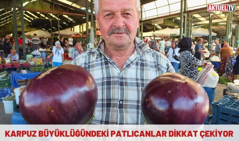 Karpuz Büyüklüğündeki Patlıcanlar Dikkat Çekiyor