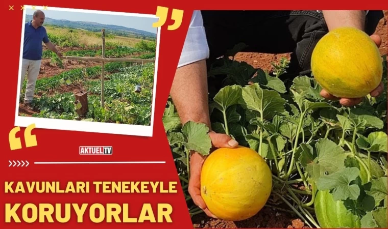 Kavunları İşte Böyle Koruyorlar