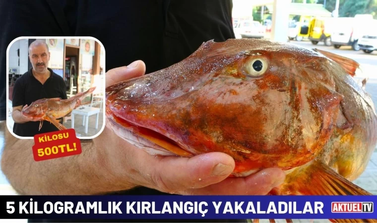 Kilosu 500 TL! 5 Kilogramlık Kırlangıç Yakaladılar