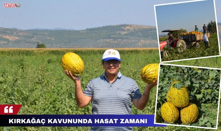 Kırkağaç Kavununda Hasat Zamanı