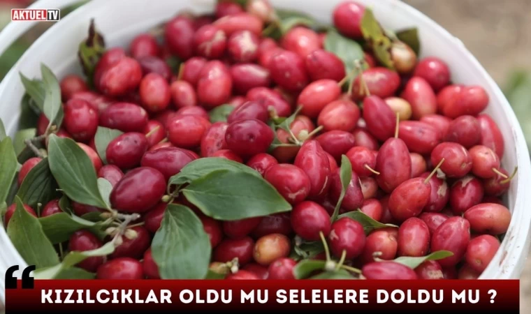 Kızılcıklar Oldu Mu Selelere Doldu Mu ?