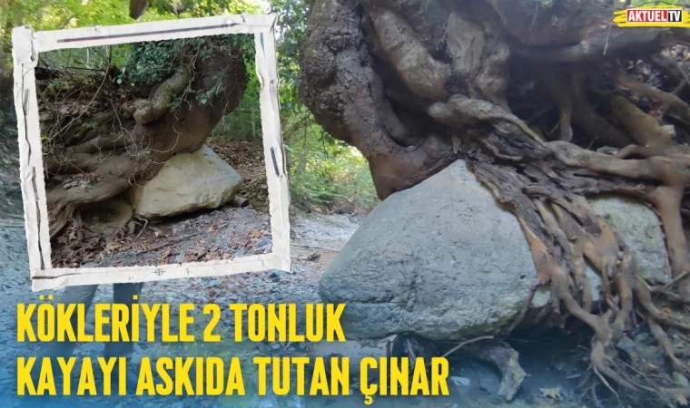 Kökleriyle 2 Tonluk Kayayı Askıda Tutan Çınar