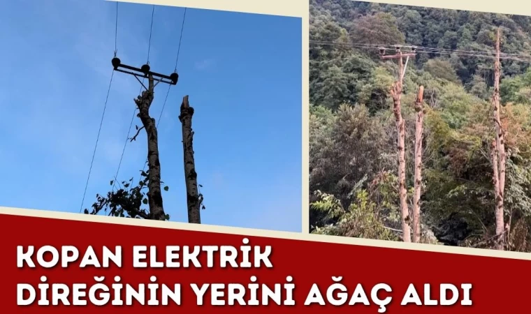 Kopan Elektrik Direğinin Yerini Ağaç Aldı