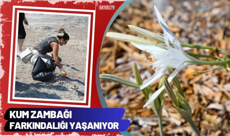 Kum Zambağı Farkındalığı Yaşanıyor