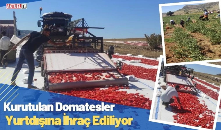 Kurutulan Domatesler Yurtdışına İhraç Ediliyor