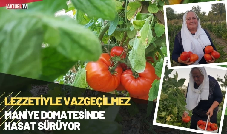 Lezzetiyle Vazgeçilmez Maniye Domatesinde Hasat Sürüyor