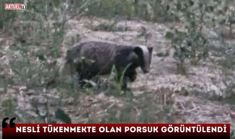 Nesli  Tükenmekte Olan Porsuk Görüntülendi