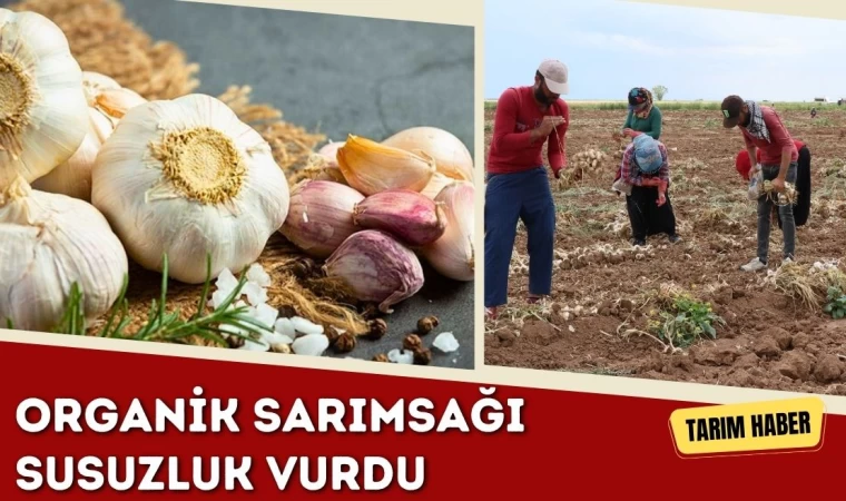 Organik Sarımsağı Susuzluk Vurdu