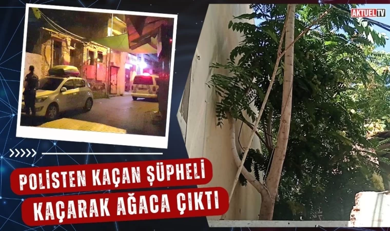 Polisten Kaçan Şüpheli Ağaca Çıktı