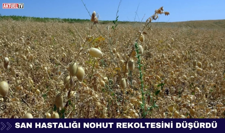 San Hastalığı Nohut Rekoltesini Düşürdü