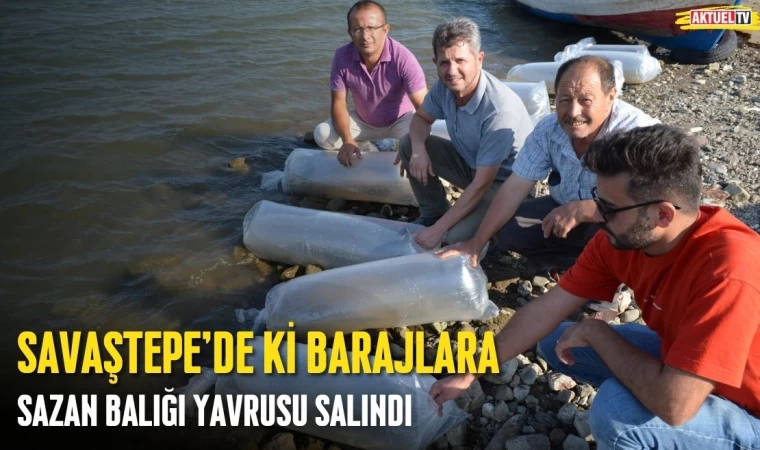 Savaştepe’de ki Barajlara Sazan Balığı Yavrusu Salındı