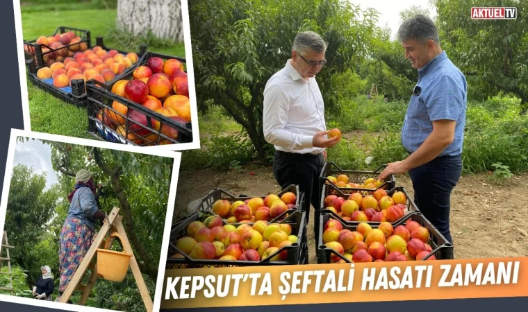 Şeftali Yurdu Kepsut’ta Hasat Devam Ediyor