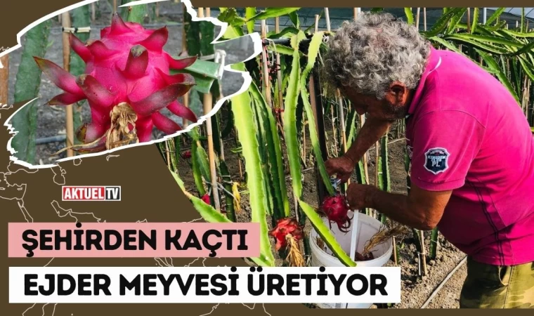 Şehirden Kaçtı Ejder Meyvesi Üretiyor