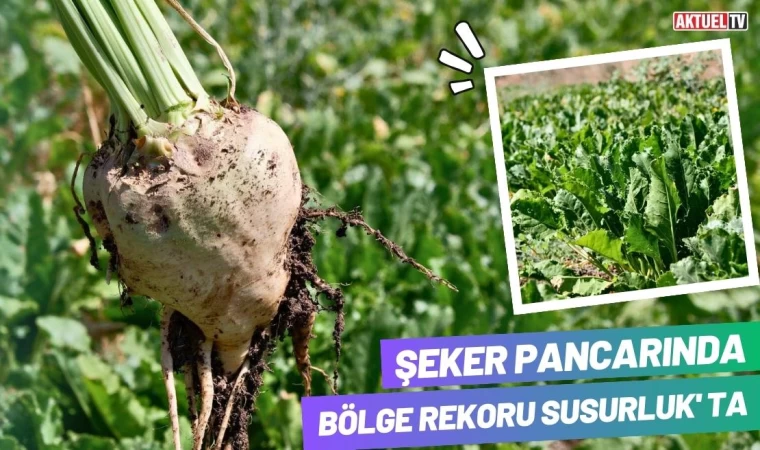 Şeker Pancarında Bölge Rekoru Susurluk'ta