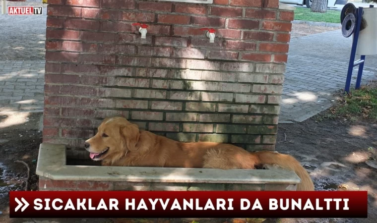 Sıcaklar Hayvanları da Bunalttı