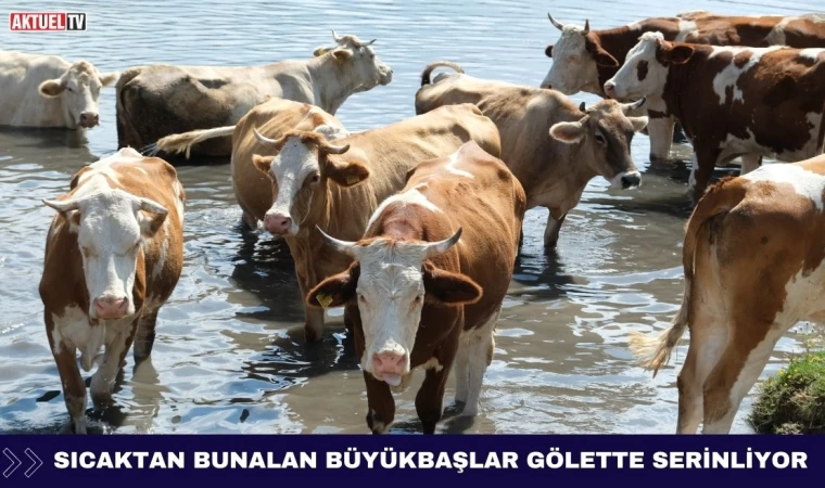 Sıcaktan Bunalan Büyükbaşlar Gölette Serinliyor